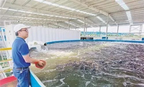 中集渔业 黑科技加持 水产养殖告别 靠天吃饭